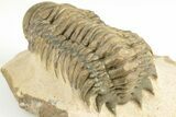 3.3" Crotalocephalina Trilobite - Atchana, Morocco - #201255-3